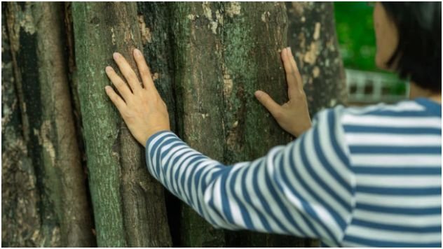 What Is Forest Bathing?