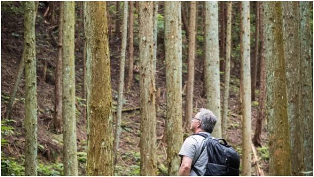 How to Practice Forest Bathing for Beginners